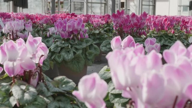 cyclamen in Botanical garden of japan