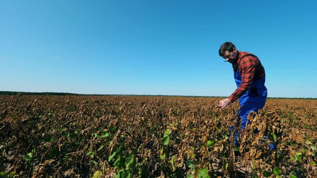 Agriscientist is walking along the burnt field. Dead, dry field of agricultural plants.