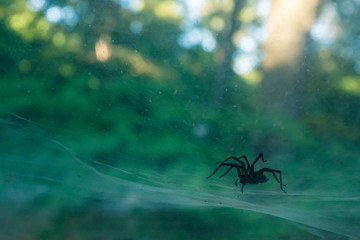 spider on a web in the woods