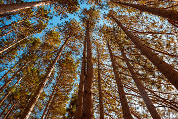 Mer Bleu Tree Tops in Autumn near Ottawa, ON