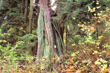 Fototapeta premium Fall colors appearing with moss wrapped tree trunks in a rain forest in Vancouver, Canada