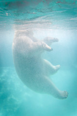 Naklejka premium Ours polaire dans l'eau