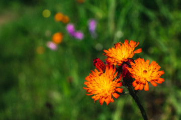 Close Up of an Orange and Yellow Wild Flower at Mer Bleu on a Summer Day in Ottawa, Ontario