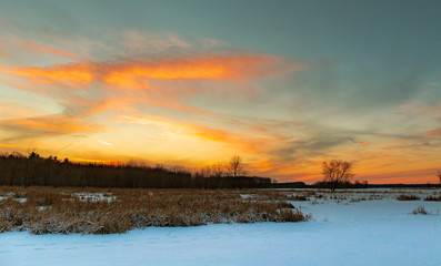 Obraz premium Wide Shot of Forest and Tall Grass at Dusk in Winter