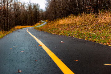 Curved path through the forest on rainy Fall afternoon