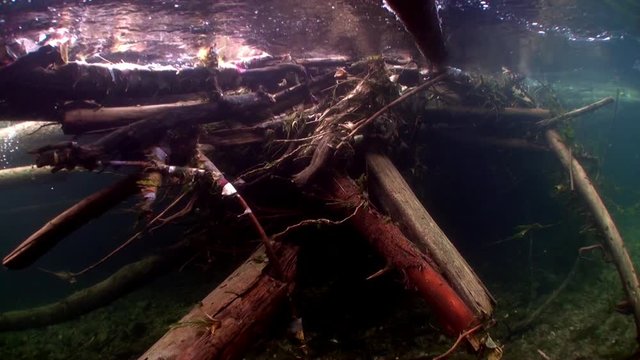Tree underwater in sunlight in water of Lena River in Siberia of Russia. Unique relaxation video about nature.