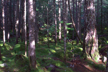 Naklejka premium Rain forest near Vancover, Canada with moss covered rocks on the forest floor