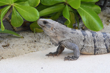 mexican iguana near green leaves