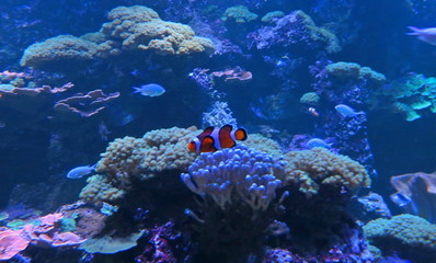 Fototapeta na wymiar clownfish