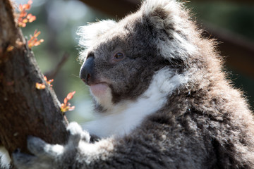 The Koala (Phascularctos cinereous)  is an arboreal herbivorous marsupial native to Australia  