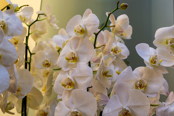 White and pink orchids, close up. Background in the bokeh. Beautiful flowers