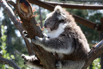 The Koala (Phascularctos cinereous)  is an arboreal herbivorous marsupial native to Australia  