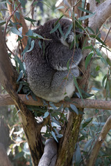 The Koala (Phascularctos cinereous) is an arboreal herbivorous marsupial native to Australia	