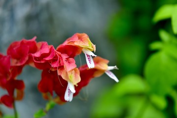 蛇が口を開けているように見えるコエビソウの花