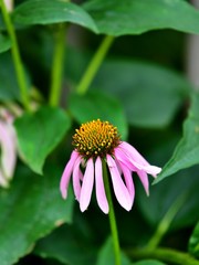 満開のホソババレンギクの花