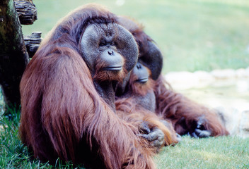 Obraz premium closeup view of orangutan sitting