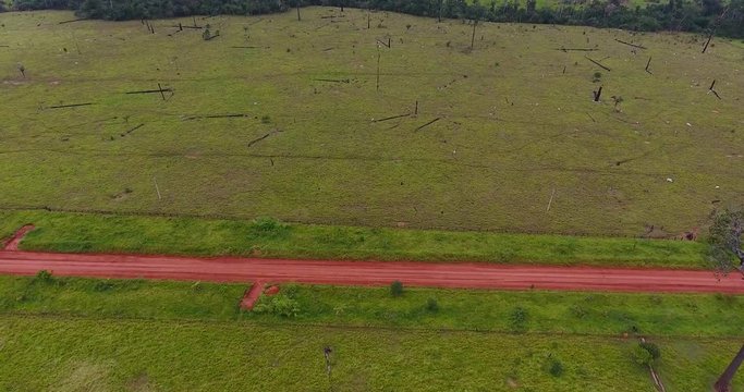 Farmland with Burned Dead Trees, Green Grass, and Thin Cows in Pando, Bolivia