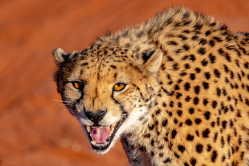 Guépard en Namibie, Afrique