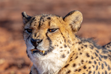 Guépard en Namibie, Afrique