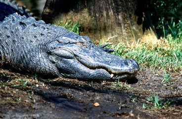 gator lying down by shore