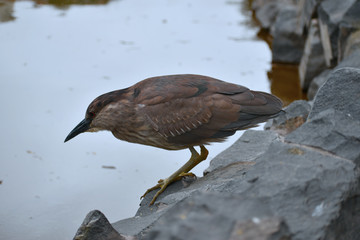 Laguna del olivar, aves migratorias del sur