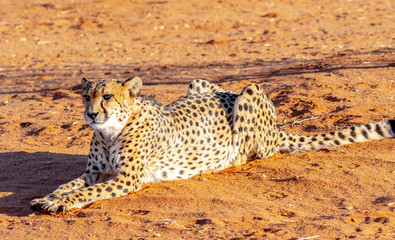 Guépard en Namibie, Afrique