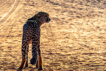 Guépard en Namibie, Afrique