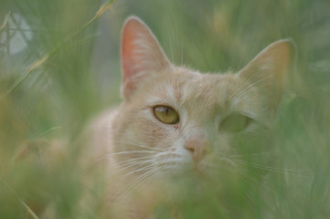 cat on the grass