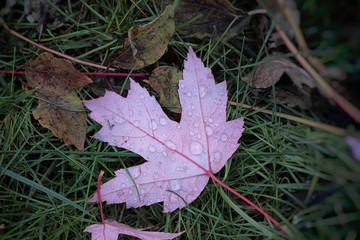 Last autumn leaf, shallow focus