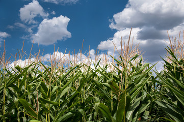 Obraz premium Cornstalks lineed up under a beautiful cloudscape and sunshine.