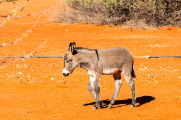 A donkey walking in Namibia