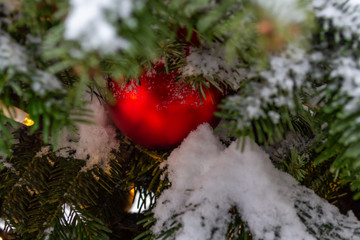 Christmas decorations. A real fir tree covered with snow. Christmas toys balls of red and gold color and a shining garland hang on a branch. Close-up. Xmas