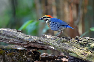 Vietnam Bird, Blue Pitta, Lam Dong 