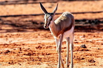 Gazelle springbock parc national d'etosha en Namibie	