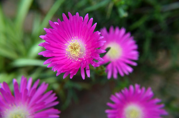 Obraz premium Brillante rayito de sol fucsia