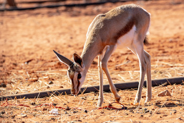 Gazelle springbock parc national d'etosha en Namibie	