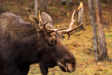 A lone bull moose in the woods