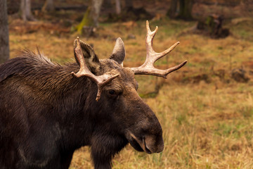 A lone bull moose in the woods