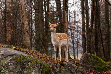 A lone deer in the woods