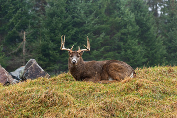 A lone deer in the woods