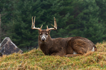 A lone deer in the woods