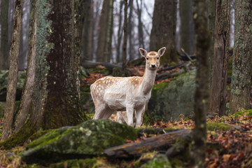 Naklejka na ściany i meble A lone deer in the woods