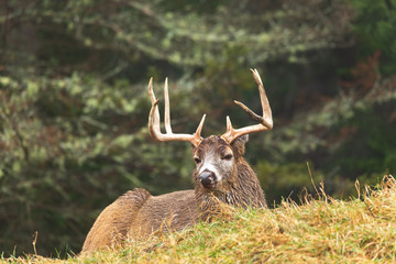 A lone deer in the woods