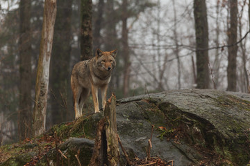 Fototapeta na wymiar A lone coyote on a foggy day