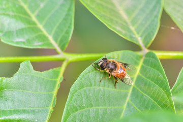 A close-up of an insect perching on a wild plant: aphid eater