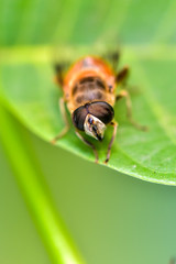 A close-up of an insect perching on a wild plant: aphid eater
