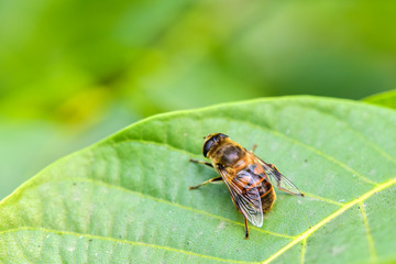 A close-up of an insect perching on a wild plant: aphid eater