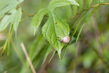 Obraz premium カタツムリ