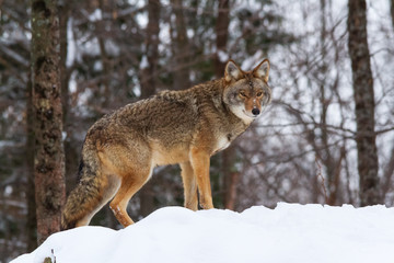 A lone coyote in winter