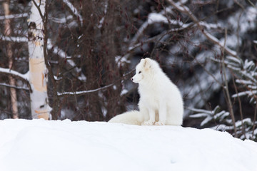 A lone Arctic Fox